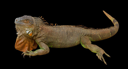 Brown varan.