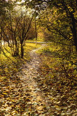 Fototapeta premium Natural background with green grass and yellow leaves. Autumn lawn.