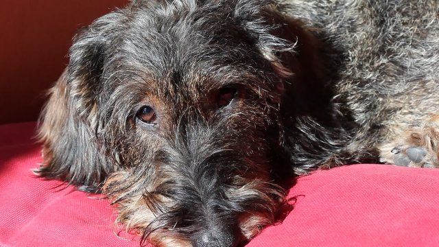 Cane bassotto in relax al sole sul divano