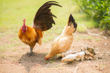 Family of chicken
