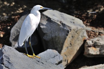 White egret
