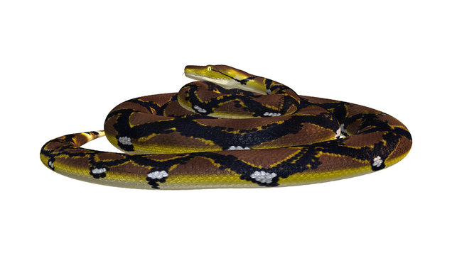 Reticulated Python on White