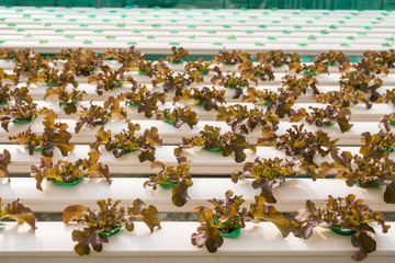 Hydroponics vegetable in farm
