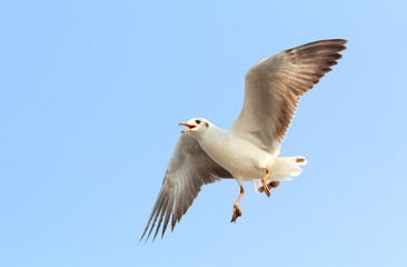 Fototapeta na wymiar Seagull fly in the sky at Bang Pu,Thailand.