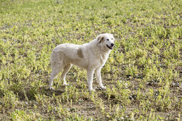 Golden dog in the field