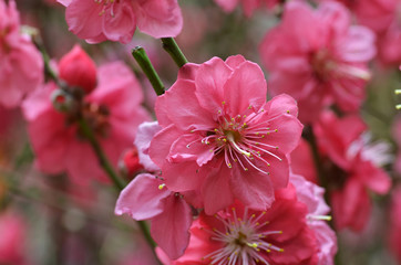 Japanese apricot blossom