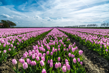 Fototapeta premium field of tulips