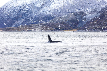 Naklejka premium Orca killer whale and seagulls hunting fish in the arctic