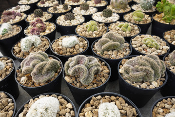 Various cactus in small pots for gardening decoration