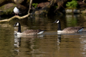 Fototapeta premium Canada Goose, Branta canadensis