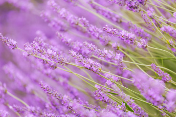 Fototapeta premium Purple violet color lavender flower field closeup background. Selective focus used.