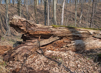 Totholz, Wald, Ökosystem, Dead wood, Ecosystem