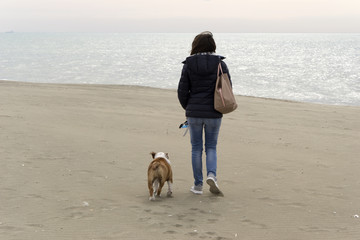 153 - Bulldog on the beach
