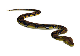 Fototapeta premium Reticulated Python on White