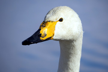 Obraz premium ウトナイ湖の白鳥