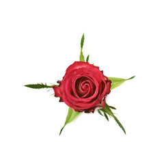 Single red and white rose bud