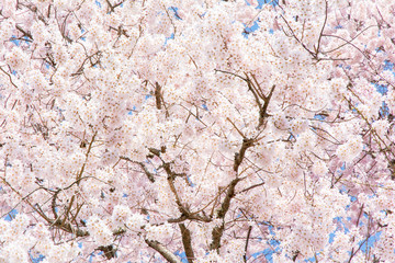 Japan Kyoto Sakura Cherry Blossom Detail