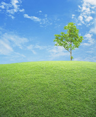 Fototapeta na wymiar Green grass field with tree over blue sky, nature background