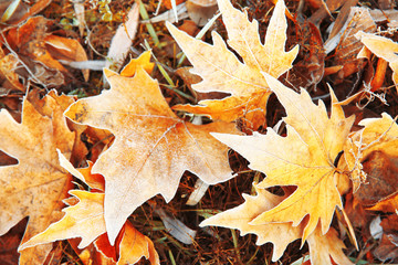 Frozen leaves close up. Natural background