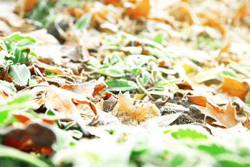 Frozen grass, close up. Natural background