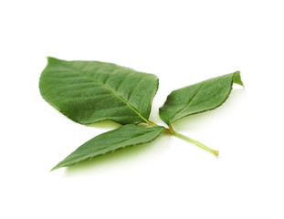 Fototapeta premium Three rose leaves isolated