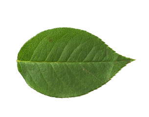 Fototapeta na wymiar Single green rose leaf isolated