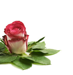 Rose bud surrounded with leaves