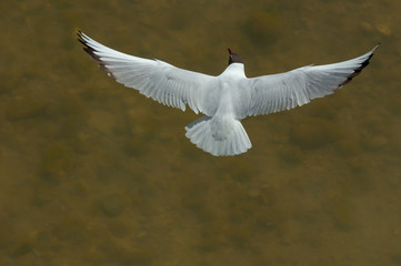 Obraz premium Seagull flying 