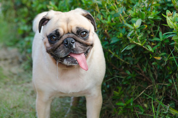 Close-up portrait cute dog puppy pug with saliva and snot by Ton