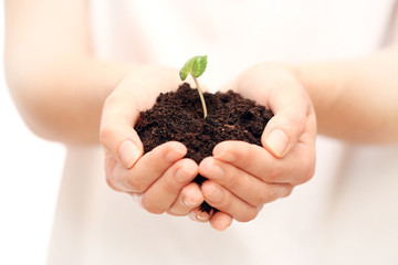 Female hands holding soil and plant, closeup