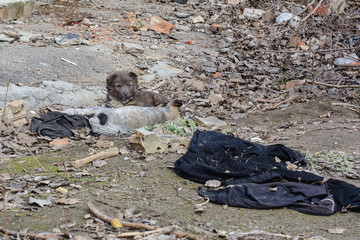homeless puppies in the ruins