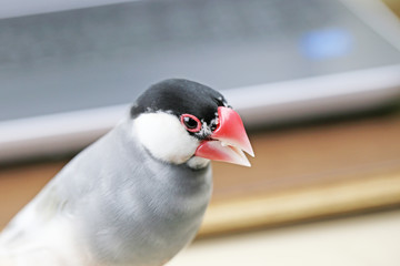 デスクの上の文鳥