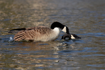 Canada Goose - Copulation.
