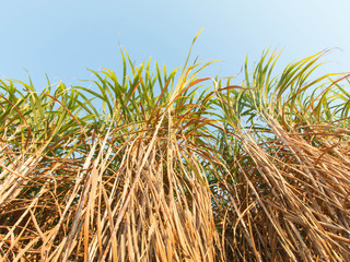 Sugarcane plants grow in field
