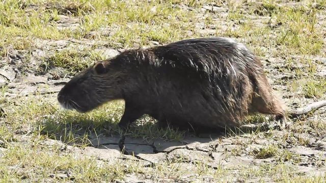 Nutria fri&szlig;t