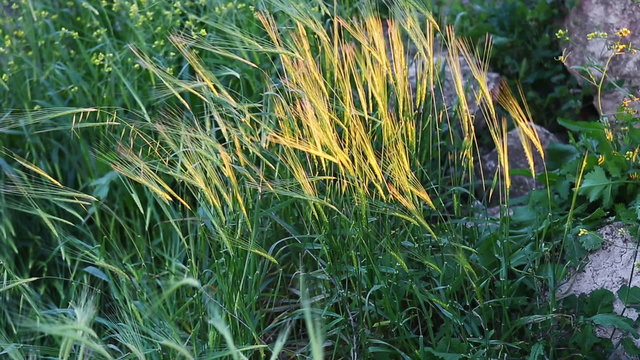 Ears of wheat are moving in the rays of the setting sun