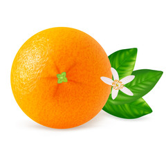 Orange fruit with leaves isolated on white background.