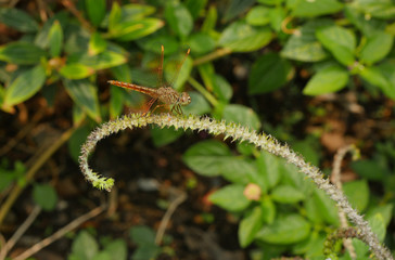 Close up dragonfly 1