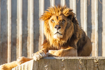 león en un zoo