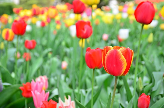 Tulips. Beautiful bouquet of tulips. Colorful tulips. Tulips in spring