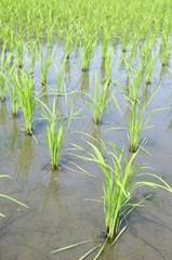 Obraz premium 田園 