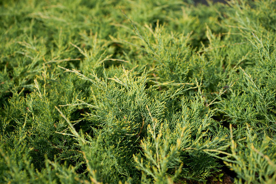 Juniperus Virginiana Golden Spring