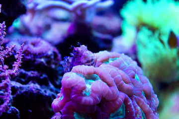 Obraz premium Algae Blenny is hiding behind coral