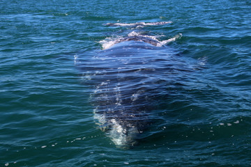 Naklejka premium Grauwal-Baja California