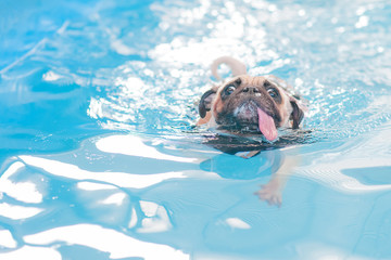 a cute dog Pug swim at a local public pool