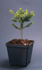 Picea omorika Nana in a pot