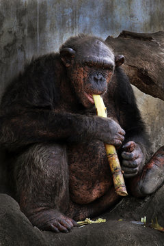 chimpanzee , Portrait of chimpanzee , old chimpanzee is having a sugar cane