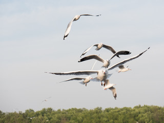 Migratory seagulls flock to the Bang Pu Seaside