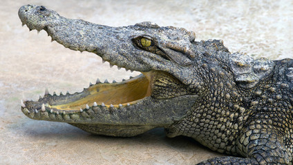 Crocodile open its mouth
