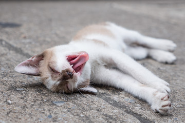 cute pet kitten yawning